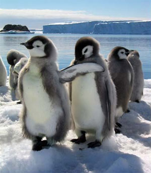 [pinguins.jpg]