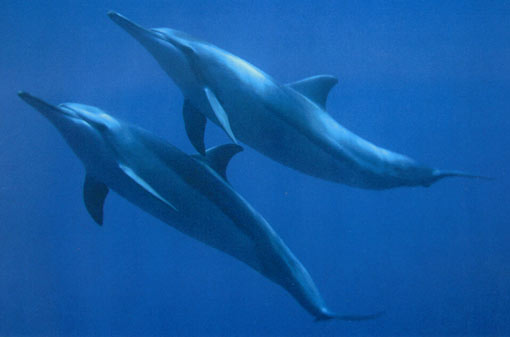 [golfinhos.jpg]