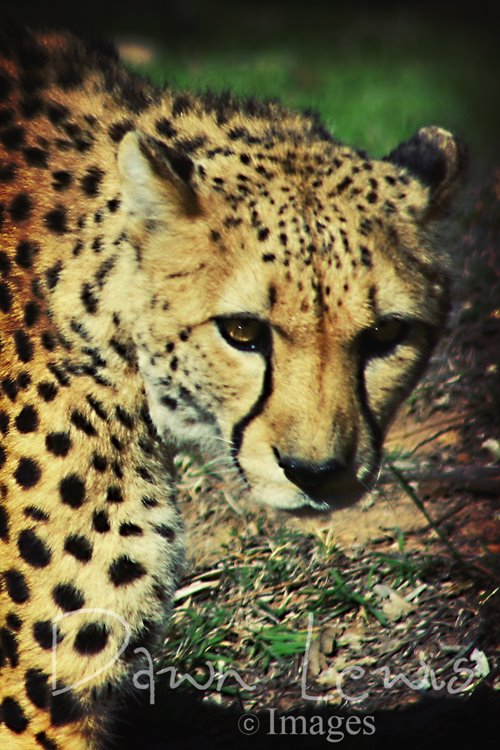 [Cheeta,+reduced.jpg]