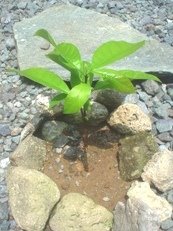 [blog+avocado+plant.jpg]