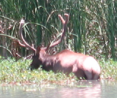 [Bull+Elk+in+river.jpg]