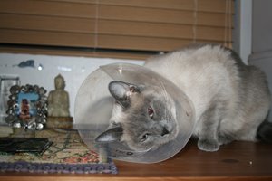 [lucy+conehead.jpg]