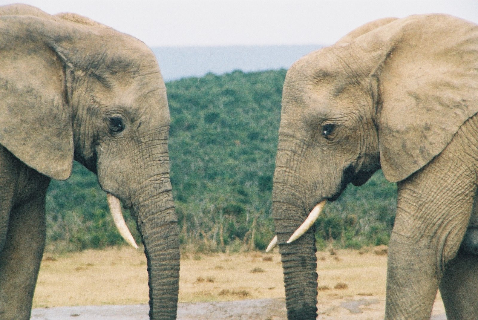 [elephants-facing-each-other-in-Addo-Park-Eastern-Cape-South-Africa-WL.jpg]