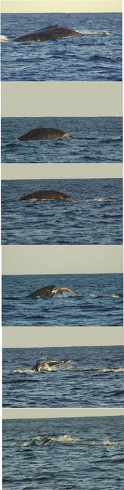 [Whales-Diving.jpg]