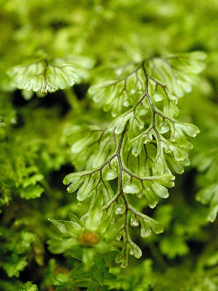 [Hymenophyllum+tunbrigense.jpg]
