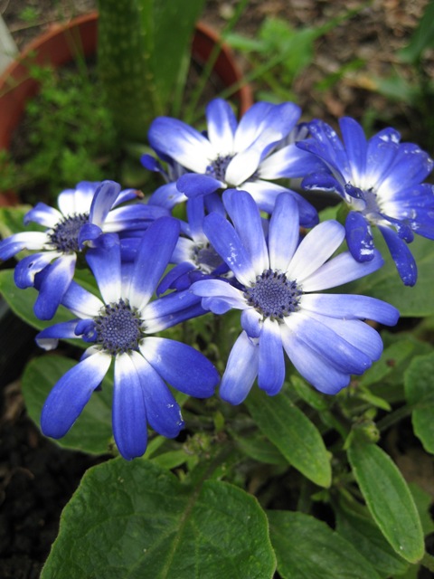 [blue+flowers.jpg]