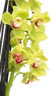 [yellow+orchid.jpg]