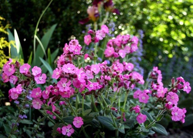 [Garden+Splendor+-+Lychnis+'Rolly's+Favorite'+-+Photo+9.jpg]