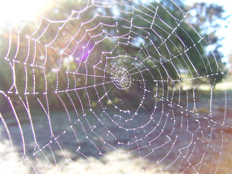 [orb-spider-web.jpg]
