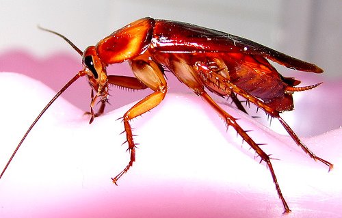 [cockroach+pic.jpg]
