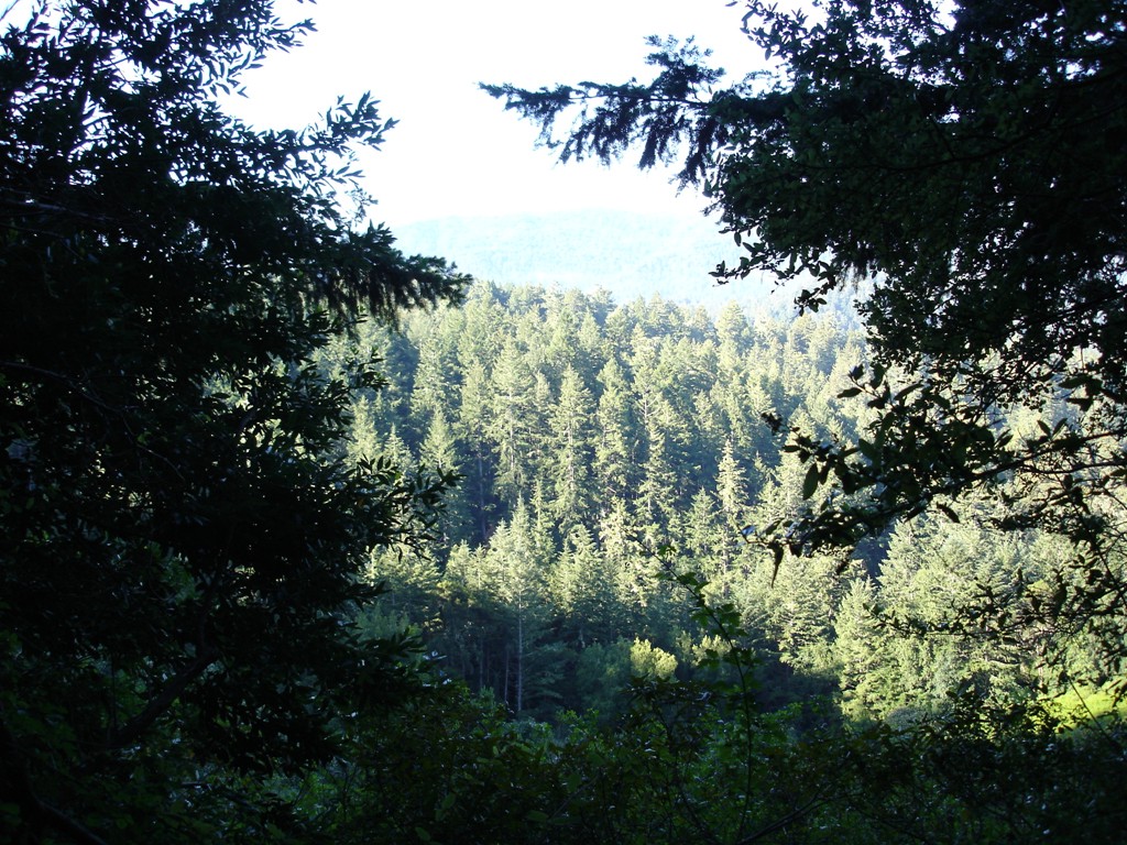 [Portola+Redwoods+State+Park+Jun2007+020.JPG]