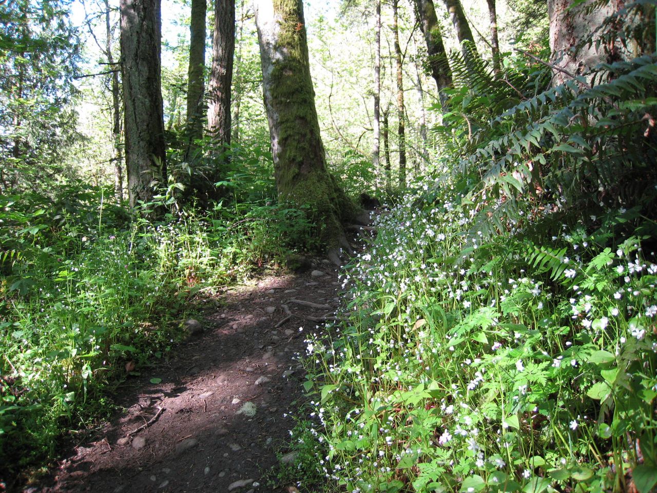 [Wilderness+Creek+Hike+May2008+5.jpg]