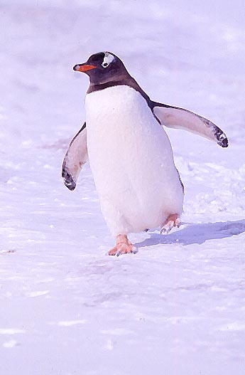 [running+penguin.jpg]