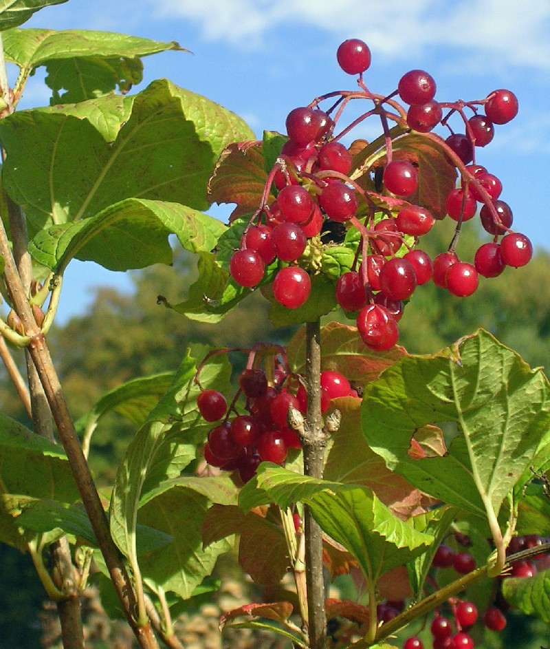 [berries+2.JPG]
