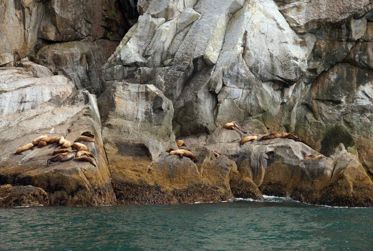 [06a-Sea-lion-on-the-rocks.jpg]
