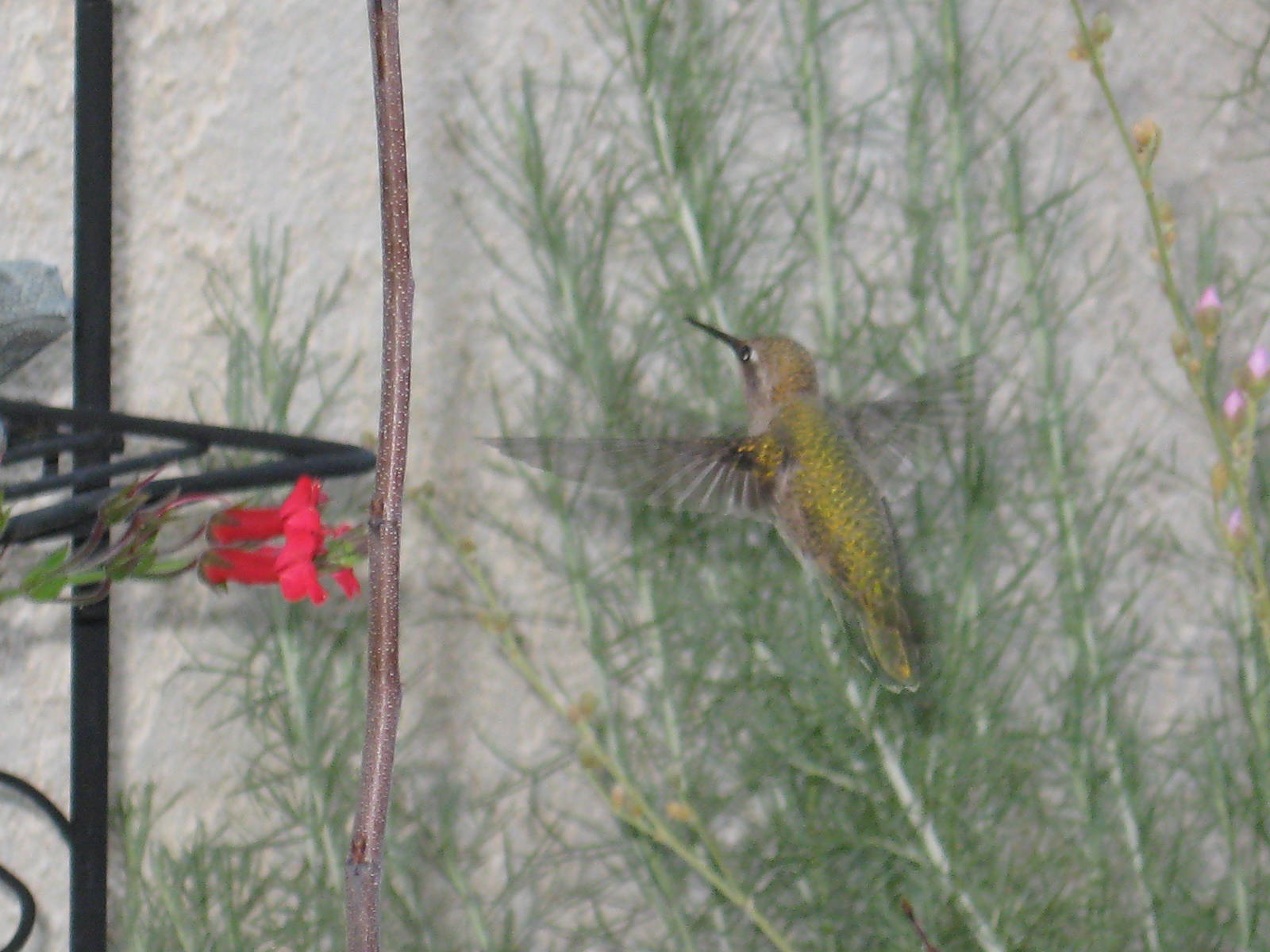 [Hummingbird2.JPG]