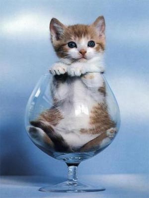 [cat_in_a_glass.jpg]