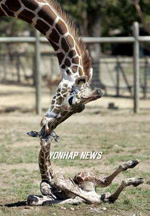 [giraffe+&+calf.jpg]