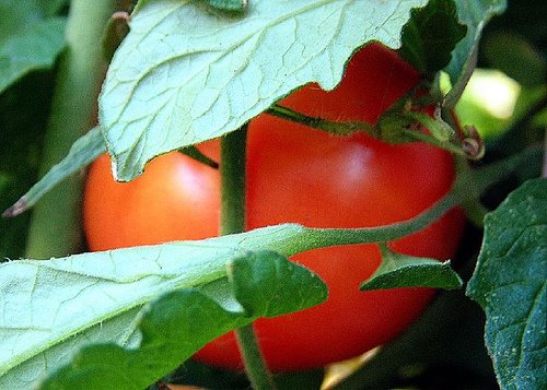 [ripe+tomato.jpg]