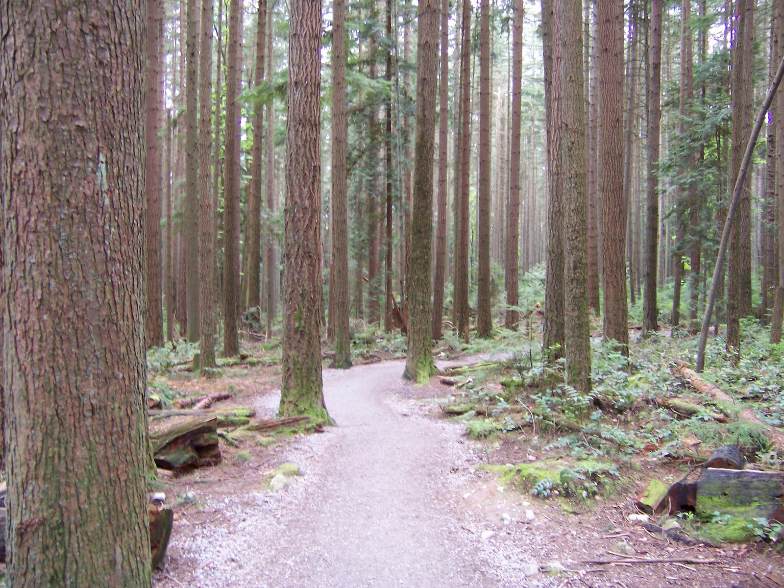 [forest+walk.JPG]