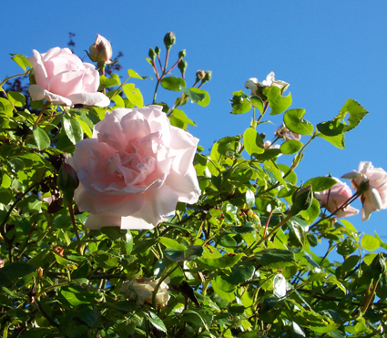 [backyard+roses.jpg]