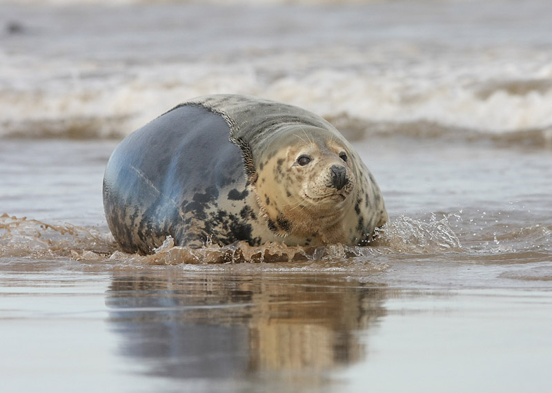 [Grey-Seal-wet-and-dry.jpg]