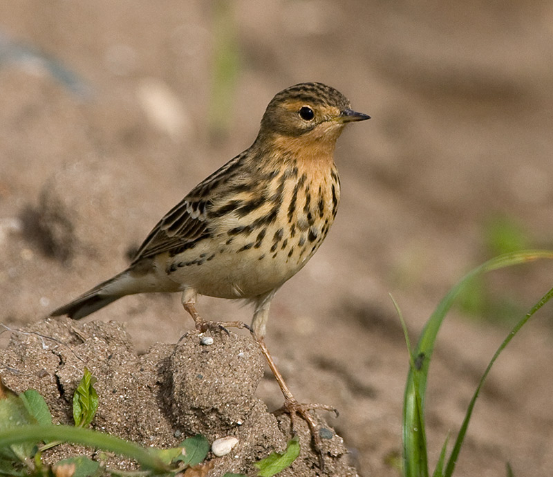 [Red-throated-Pipit20080414_0921.jpg]