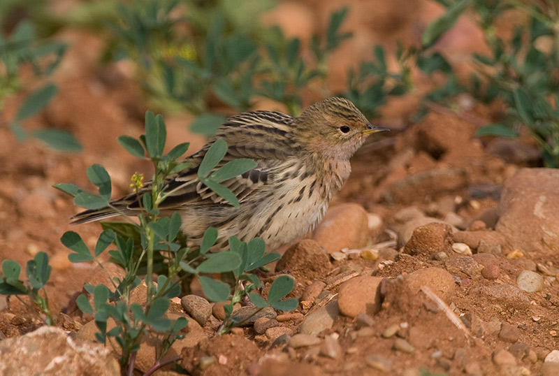 [Red-throated-Pipit20080414_h-(1).jpg]