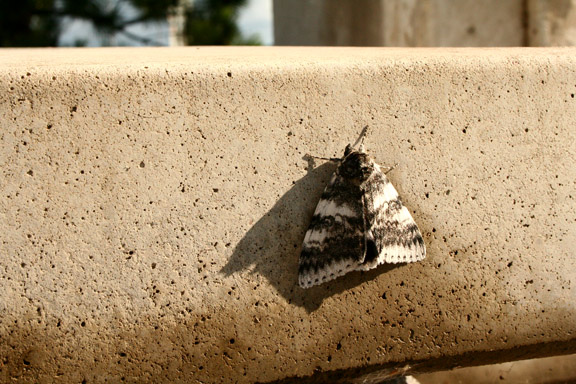 [moth.JPG]