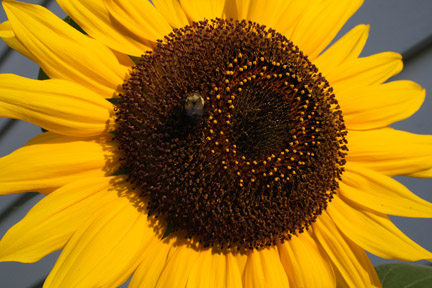 [sunflowerbee.JPG]