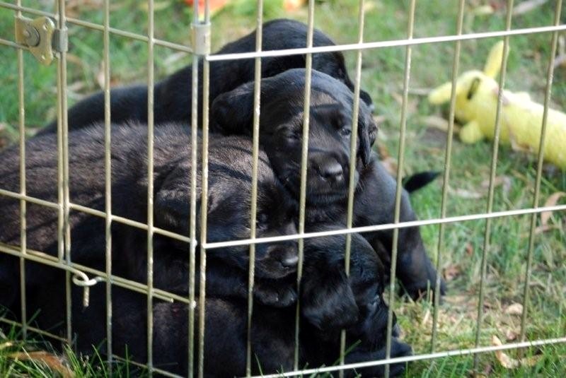 [puppy+pile+at+fence.JPG]