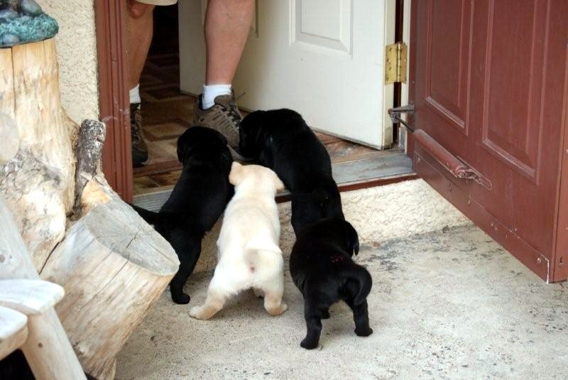 [four+puppies+at+the+door.JPG]
