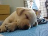 [dog+sleep.jpg]
