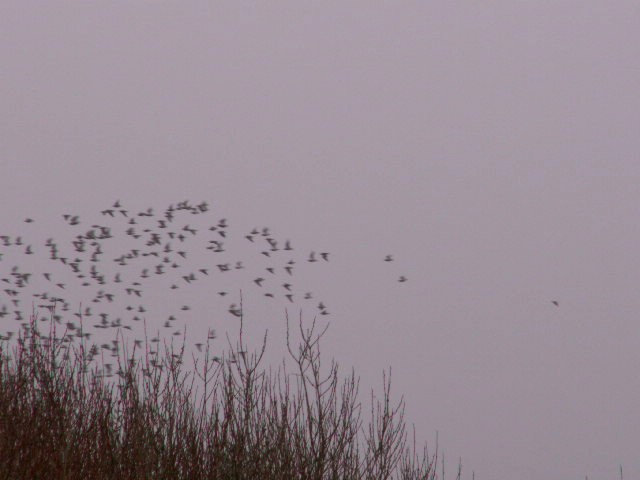 [huge+flocks+of+wading+birds+looming+out+of+the+mist.jpg]