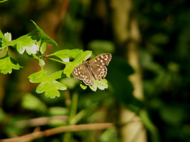 [Speckled+Wood+butterfly+2+on+oak+sapling.jpg]