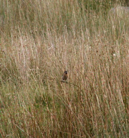 [92+Stonechat+or+Whinchat.jpg]