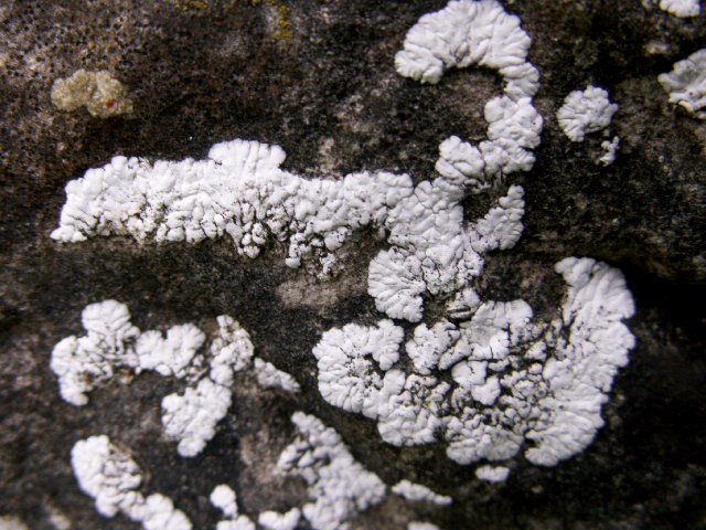 [3g+limestone+lichen+2.jpg]