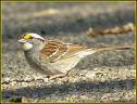 [white+throated+sparrow.jpg]