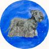 Cesky Terrier Painting
