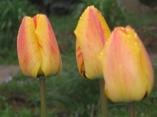 [my+tulips.JPG]