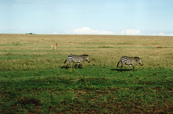 [12+-+safari+-+zebre.jpg]