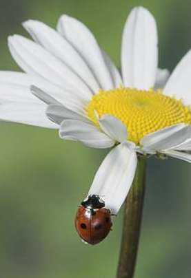 [Ladybug-Ladybird-on-daisy-Poster-C12157078.jpeg]