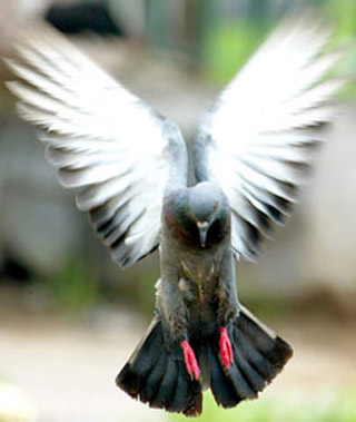 [flying-pigeon.jpg]