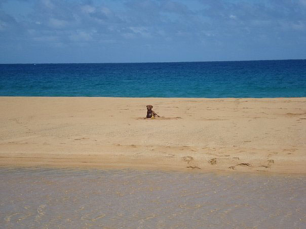 [Beach-dog.jpg]