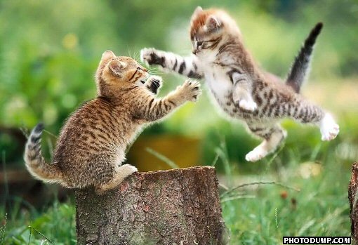 [cat+fight.jpg]