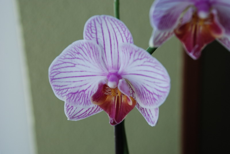 orquídea phalaenopsis