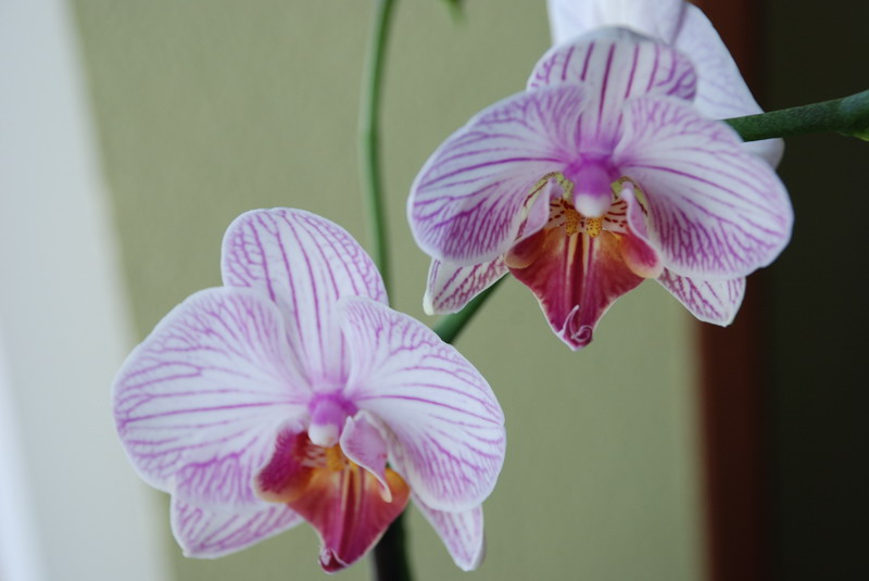 [orquidea02.jpg]