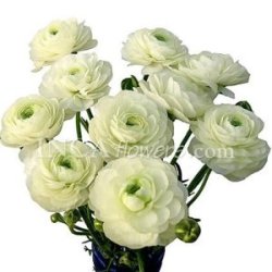 [White_Ranunculus_Flower_250.jpg]