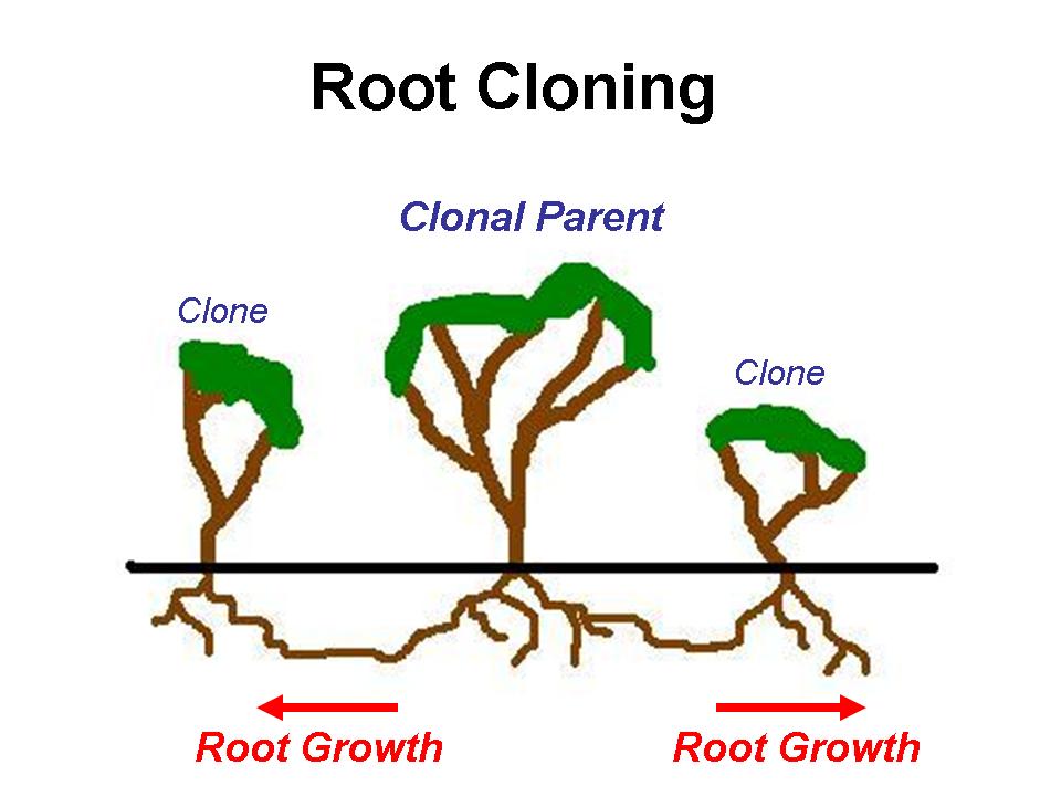 [Root+Cloning+Captions.jpg]
