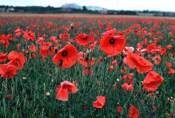 [poppy-flowers-vivid-red-in-field-at-Musselburgh-Scotland-1-OGS.jpg]